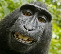 Monkey Self Portrait
